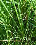 Close up of the stalks
