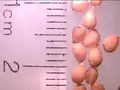 Nemastylis geminiflora seeds
