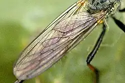 Close-up on wings