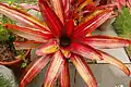 Neoregelia 'Perfection' plant