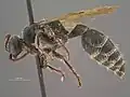 Neotiphia crawfordi holotype from Texas