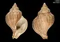 Neptunea bulbacea