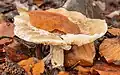 A rained-out specimen in decay