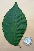Leaf, with 1 Euro coin