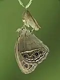 Newly eclosed