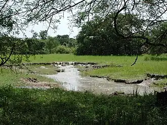 Niangoloko Forest