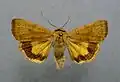 Least yellow underwing Noctua interjecta Noctuinae