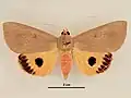 Female, dorsal view