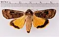 Mounted adult specimen