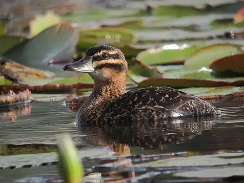 Female
