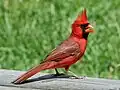 Cardinal