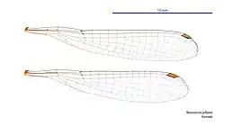 Female wings