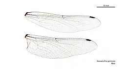 Male wings