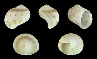 Notocochlis gualteriana