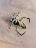 Notonecta glauca, Czechia