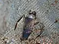 Notonecta irrorata, Texas