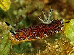 Halgerda tessellata
