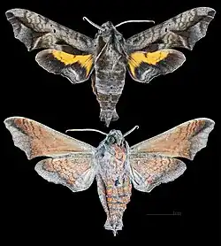 Nyceryx continua