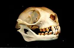 Bat skull