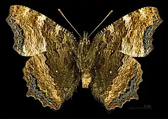 Male, ventral side