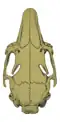 Dorsal view of the Iberian rabbit subspecies' skull