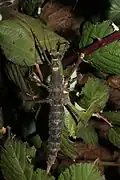 Dark colored female