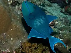 In the Maldives
