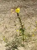 Oenothera glazioviana