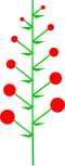 Indeterminate inflorescence with a perfect acropetal maturation