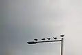 Common gulls in Oido.