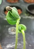 Young seedling showing cotyledons