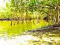 Close-up of red mangroves