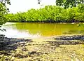 Marsh and mangroves