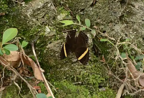 Dorsal view