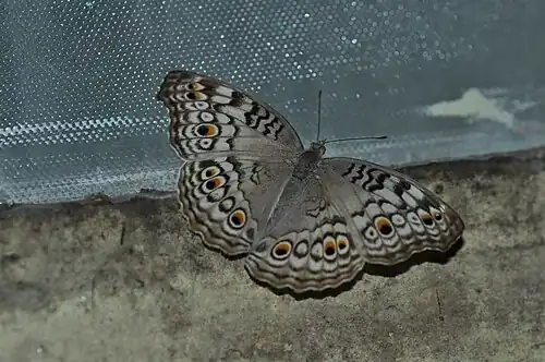 Dorsal view
