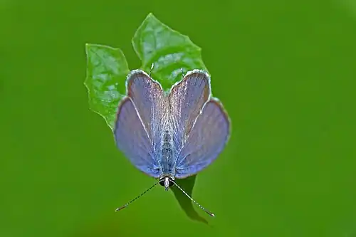 Dorsal view