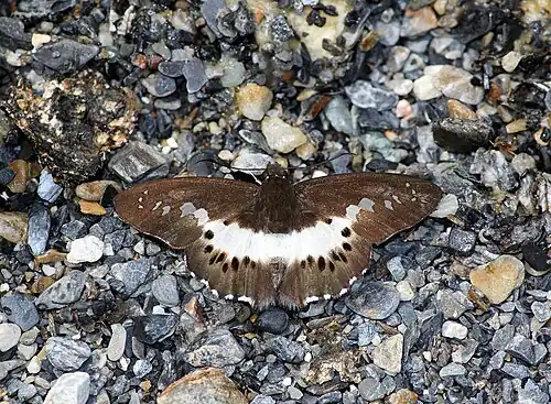 Seseria sambara