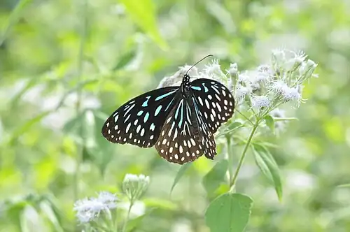 Dorsal view