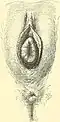 Urethral meatus