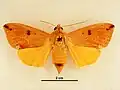 Ophiusini: Ophiusa discriminans