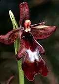 An unusual colour variation, photographed in Saarland, Germany