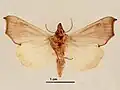 Female, ventral view