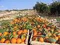Orange crop