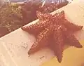 Unusual seven arm specimen of Oreaster reticulatus, Rendezvous Bay, Anguilla, 1973