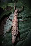 Female of a species, called Orestes sp. 'Chu Mom Ray'