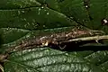 Female of a species, called Orestes sp. 1 'Ba Be (National Park)'