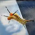 Larva