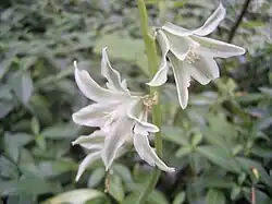 O. nutans
