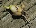 Bulb with associated bulbil