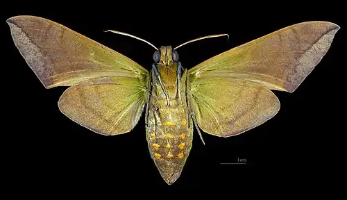 Oryba achemenides ♀ △
